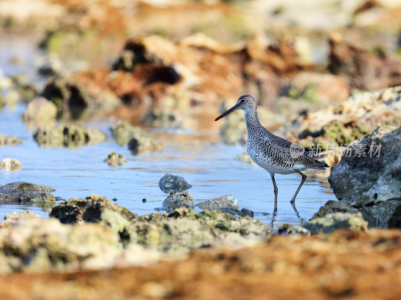 Willet 鸟 (Tringa semipalmata)